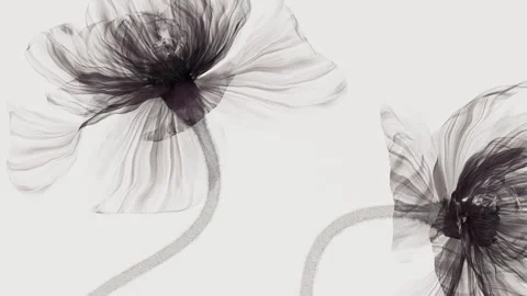 Two translucent xray style flowers rising and unfurling petals in the wind,.. 스톡 동영상 336086987