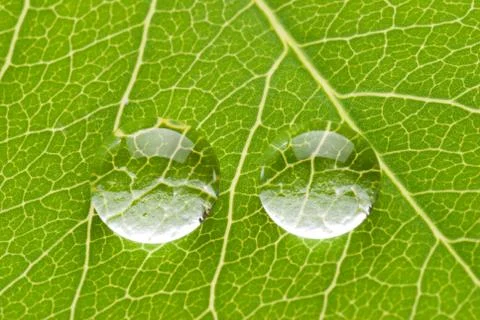 Two transparent drops on green leaf Fotos Stock