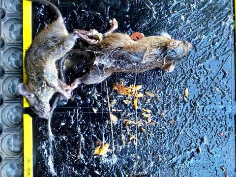Two trapped dead Rats or mice on mousetrap Stock Photos