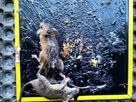 Two trapped dead Rats or mice on mousetrap Stock Photos