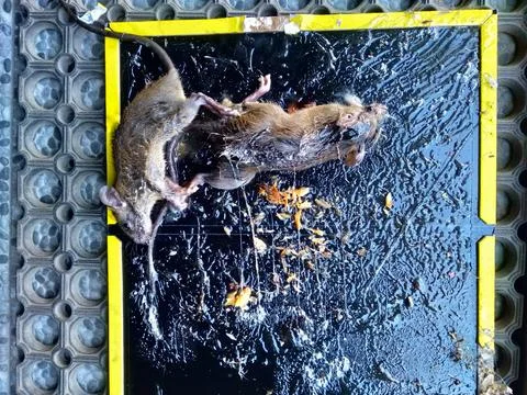 Two trapped dead Rats or mice on mousetrap Stock Photos