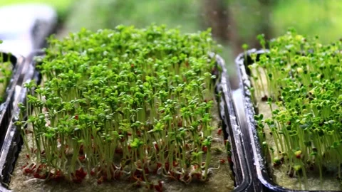 Two trays of sprouts sit on a windowsill, waiting for growth Stock Footage 337430958