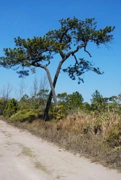 Two tree and road Stock Photos
