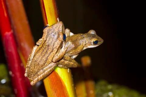 Two tree frog perched Stock Photos