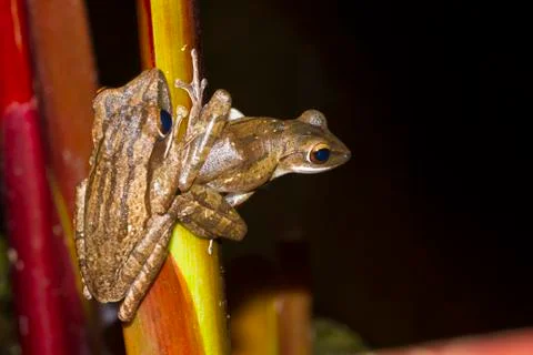 Two tree frog perched Stock Photos