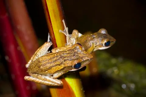 Two tree frog Stock Photos