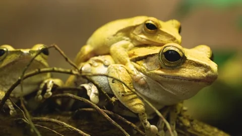 Two tree frogs sitting Stock Footage 263050712