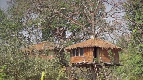 Two tree houses in a thick or dense jungle Stock Footage 82912691
