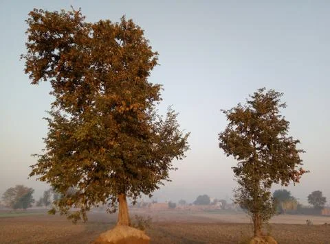 Two Tree of image Stock Photos