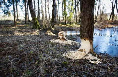 Two tree by the lake bitten by a beaver Stock Photos