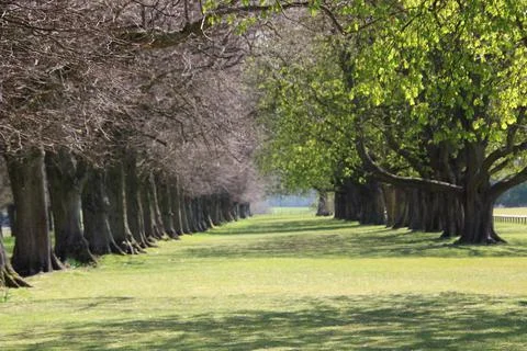 Two tree lines in two seasons Stock Photos