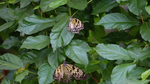 Two tree nymph butterflies Stock Footage 251740975