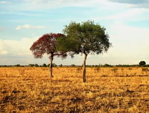 Two tree in the savanna Stock Photos