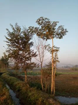 Two tree with small canal Stock Photos