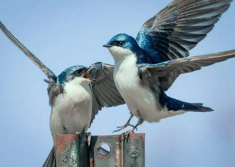Two Tree Sparrows are perched on a metal pole Stock Photos