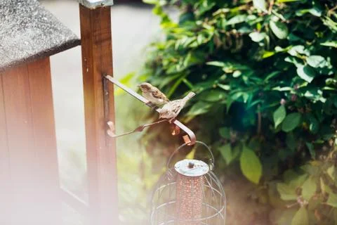 Two tree sparrows at bird feeder holder in garden Stock Photos