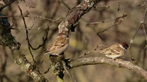 Two tree sparrows on a branch  Stock Footage 299790028