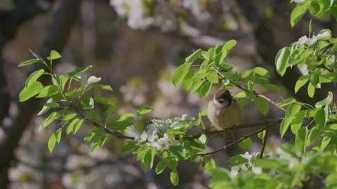 Two tree sparrows interact and preen in blossom, slow motion Stock Footage 335185899