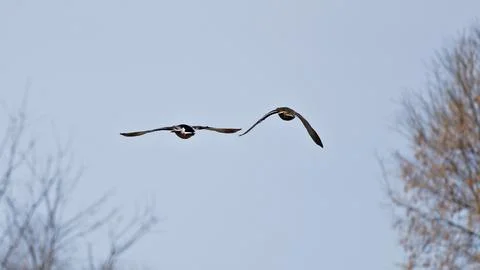 Two Tree Swallows Dancing in the Sky Above North American Landscape Stock Photos