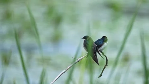 Two Tree Swallows Perched on a Branch in Slow Motion Stock Footage 340234454