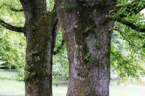 Two tree trunk of old trees in park brown bark close up Stock Photos