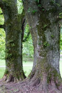 Two tree trunk of old trees in park brown bark close up Stock Photos