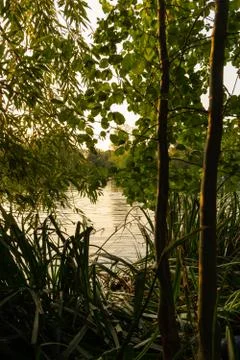 Two tree trunks backlit by dusk sunlight in summer next lake with ripples Foto stock