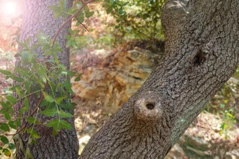 Two tree trunks with bark and texture on a sunny day. Stock Photos
