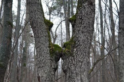 Two tree trunks curved towards each other Stock Photos
