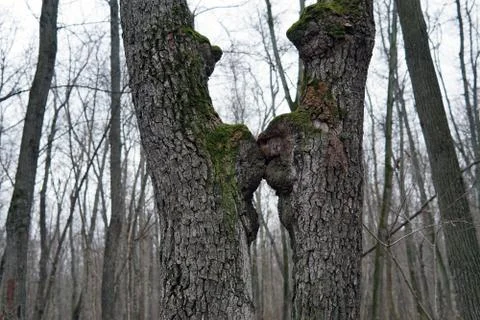 Two tree trunks curved towards each other Stock Photos
