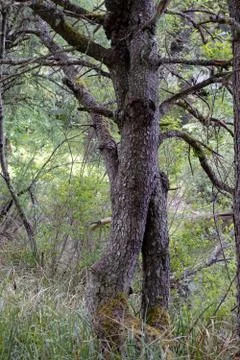 Two tree trunks that have twisted and intertwined Stock Photos