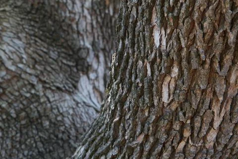 Two tree trunks Stock Photos