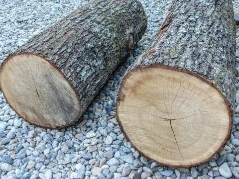 Two tree trunks. wood concept Foto stock