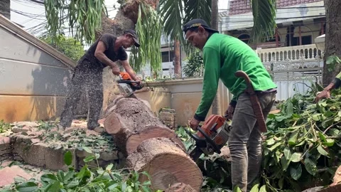 Two tree workers using chainsaws to cut a large tree trunk Stock Footage 341663552