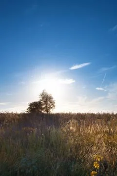 Two trees against the background of the sun in a crimson sunset Stock Photos