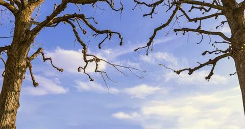 Two Trees Against a Blue Cloudy Sky. Copy space. Stock Photos