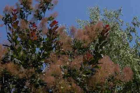 Two trees against a blue sky scumpia twice blooming season tree and poplar Stock Photos
