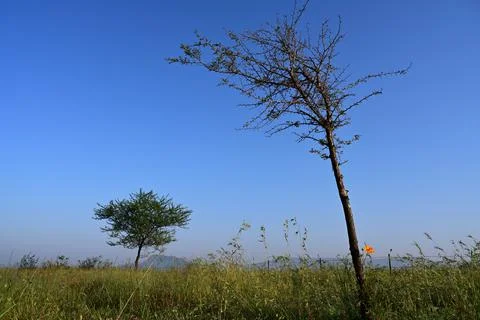 Two trees against Blue Sky with orange flower Stock Photos