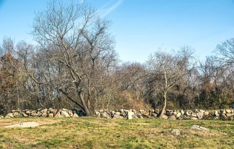 Two trees against the wall Stock Photos