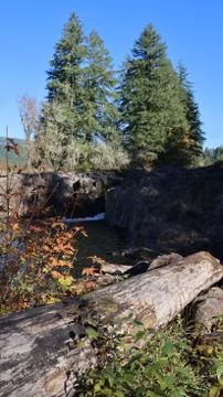 Two Trees and a Fallen Tree Stock Photos