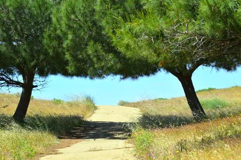 Two trees and a path in between Stock Photos