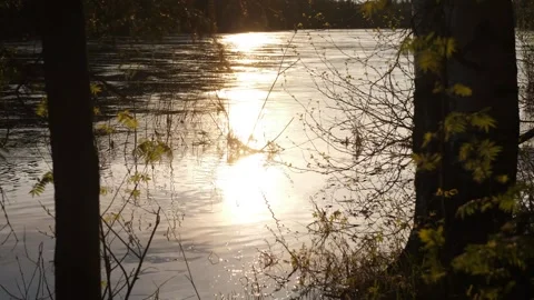 Two trees and river slow flowing Video stock 269505916