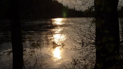 Two trees and slow water with sun reflection Stock Footage 269505923