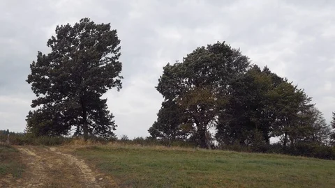 Two trees and the wind on the hill Video stock 115660040