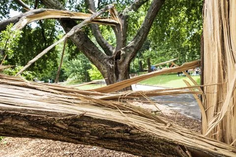 Two trees are splintered in half after severe storm Stock Photos