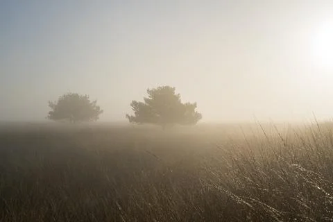Two trees are standing in a field of dry grass. The sky is foggy. Fotos de archivo