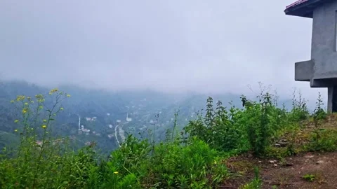 Two trees that are standing. Stock-Footage 282800510