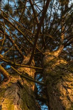 The two trees are very close at the evening Foto stock
