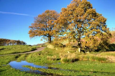 Two trees in an autumn landscape Stock Photos