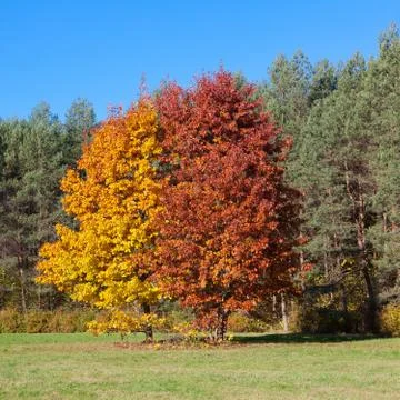 Two trees in autumn Stock Photos
